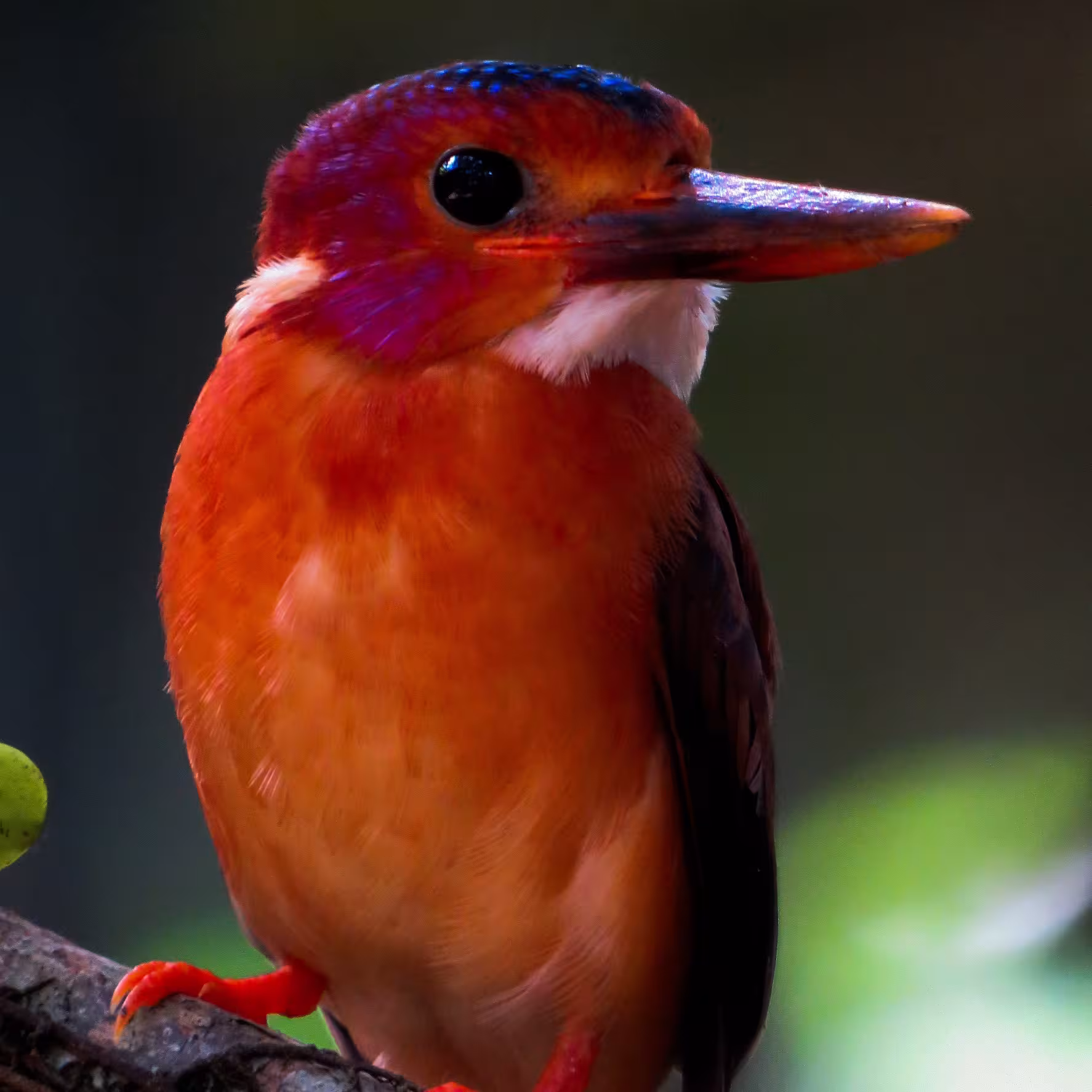 BIRDING TOUR tour image