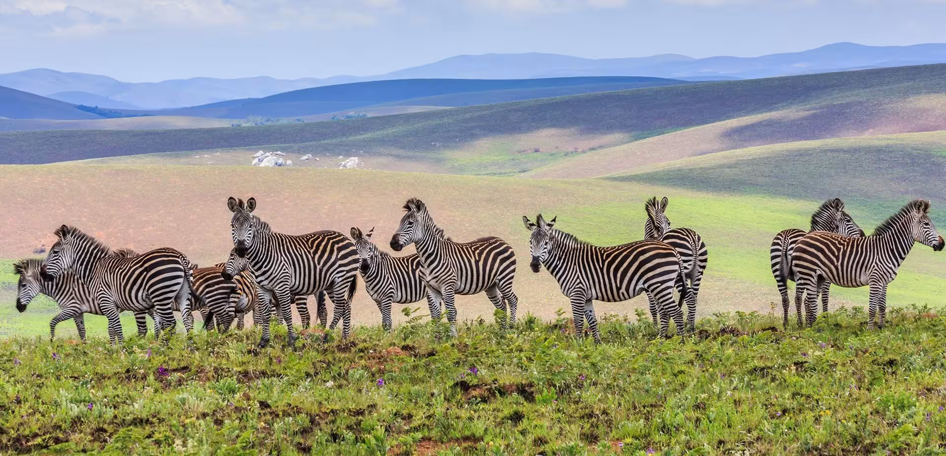 Beautiful animals tour image